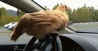 chicken-driving-car
